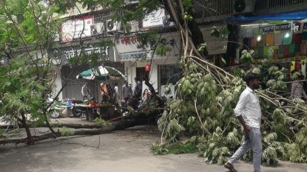 Tree fell on Phadke road in Dombivli no casualties Tree fell on Phadke road in Dombivli no casualties