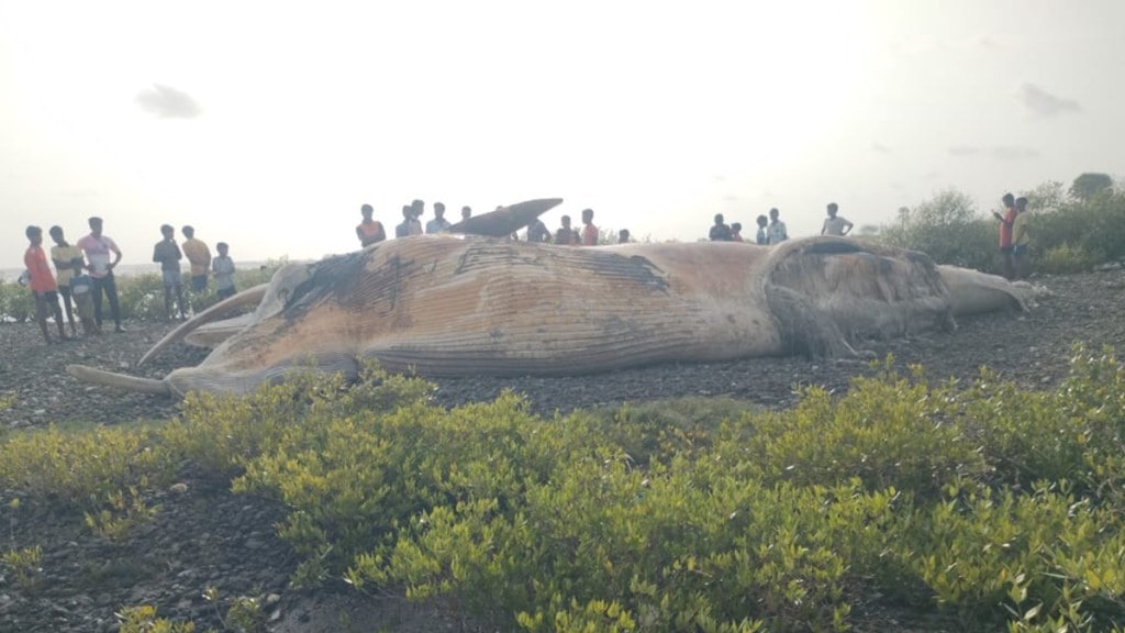 vasai virar 25 foot whale marathi news