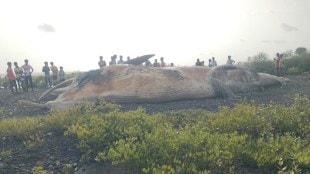 vasai virar 25 foot whale marathi news