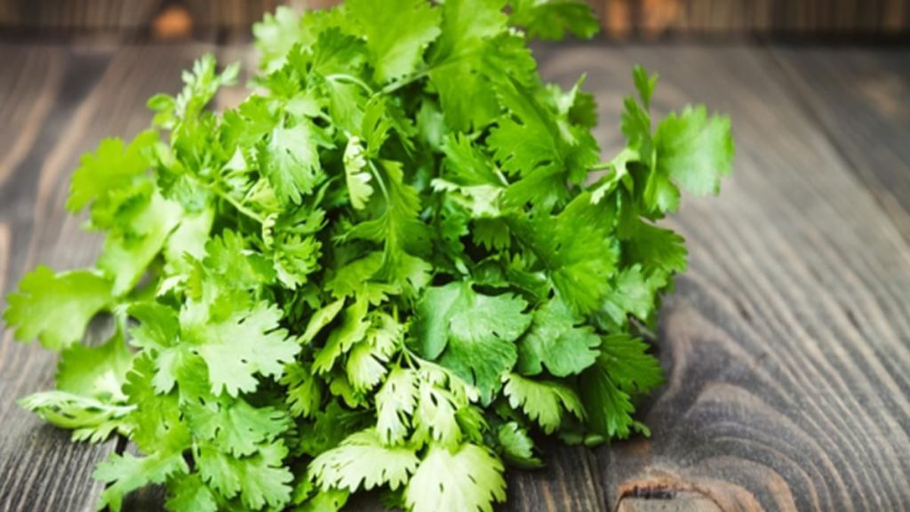 prices of leafy vegetables increased price of bunch of cilantro in the retail market is Rs 50 to Rs 60 prices of leafy vegetables increased price of bunch of cilantro in the retail market is Rs 50 to Rs 60