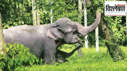 african elephants call each other by unique names shocking research by cornell university