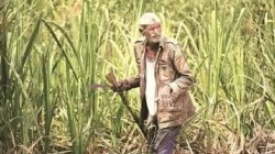 शंभर दिवसांसाठीचा कृती कार्यक्रम