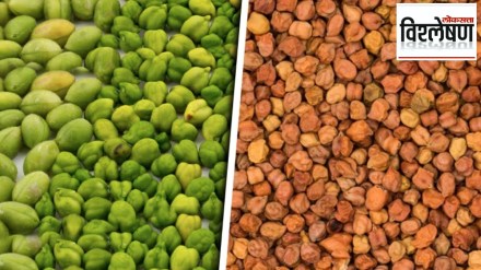 chickpea shortage in india chickpea shortage in india