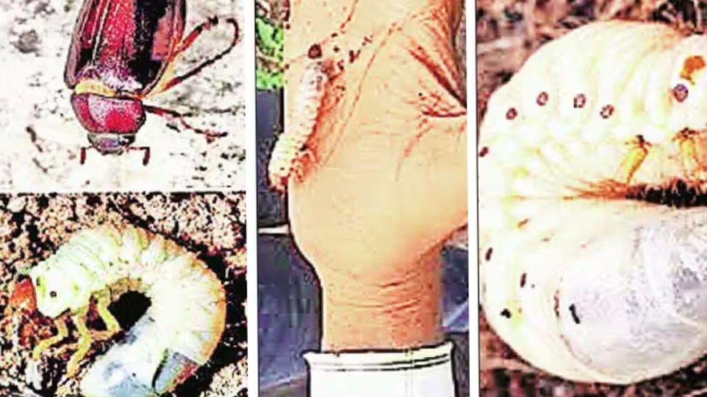 farmers suffer from humani insect