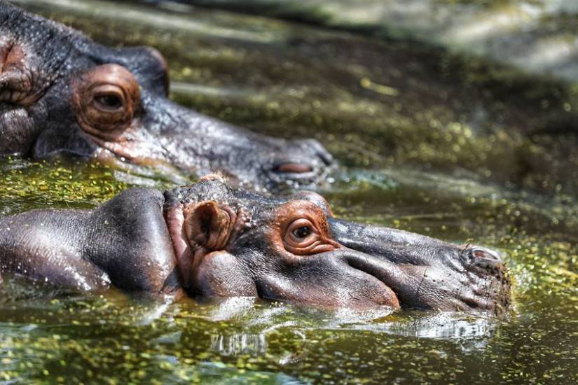 Delhi Zoo Pictures in Heat Wave