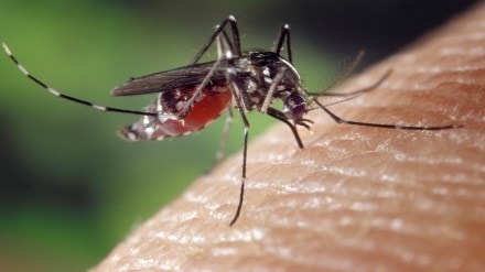 Vidarbha, dengue,