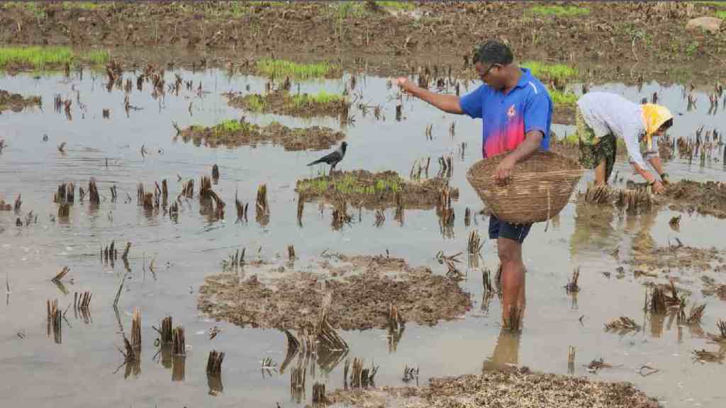 Uneven Rainfall in Raigad District, Double Sowing in raigad distict, Uneven Rainfall in Raigad Concern Among Farmers, Double Sowing Required raigad due to Uneven Rainfall, Uneven Rainfall, Double Sowing, Uneven Rainfall in Raigad District, Double Sowing in raigad distict, Uneven Rainfall in Raigad Concern Among Farmers, Double Sowing Required raigad due to Uneven Rainfall, Uneven Rainfall, Double Sowing,