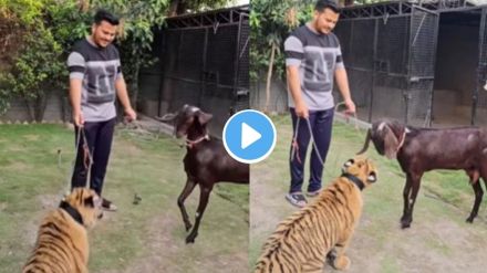 Tiger and Goat viral Video Tiger and Goat viral Video