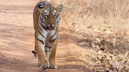 Tiger Reserves, Tiger Reserves and Sanctuaries, Tiger Reserves and Sanctuaries in India Close, Tiger Reserves and Sanctuaries Close Core Areas for Monsoon Break, Monsoon Break Tiger Reserves,