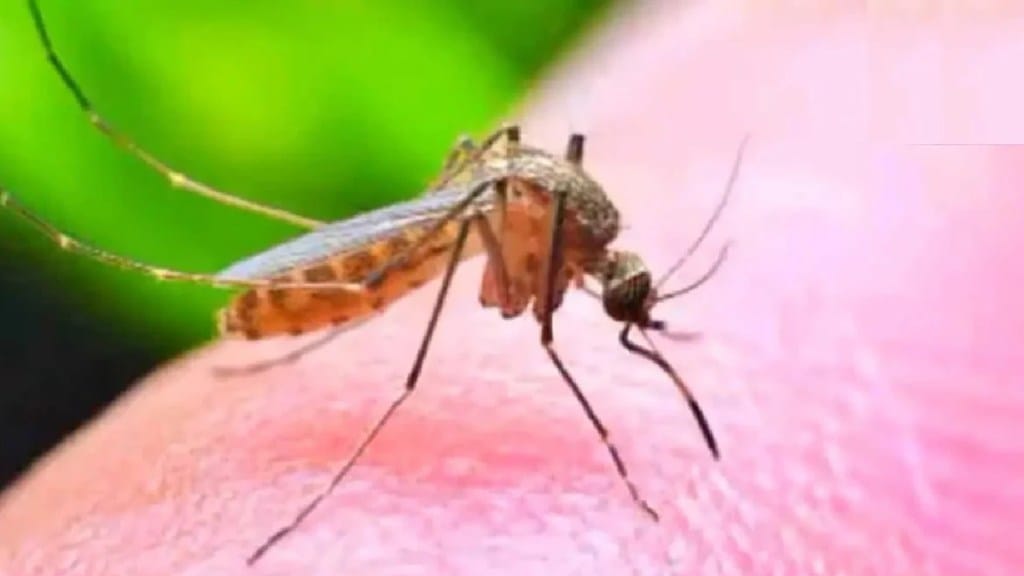 Zika risk increased in Pune print news Zika risk increased in Pune print news