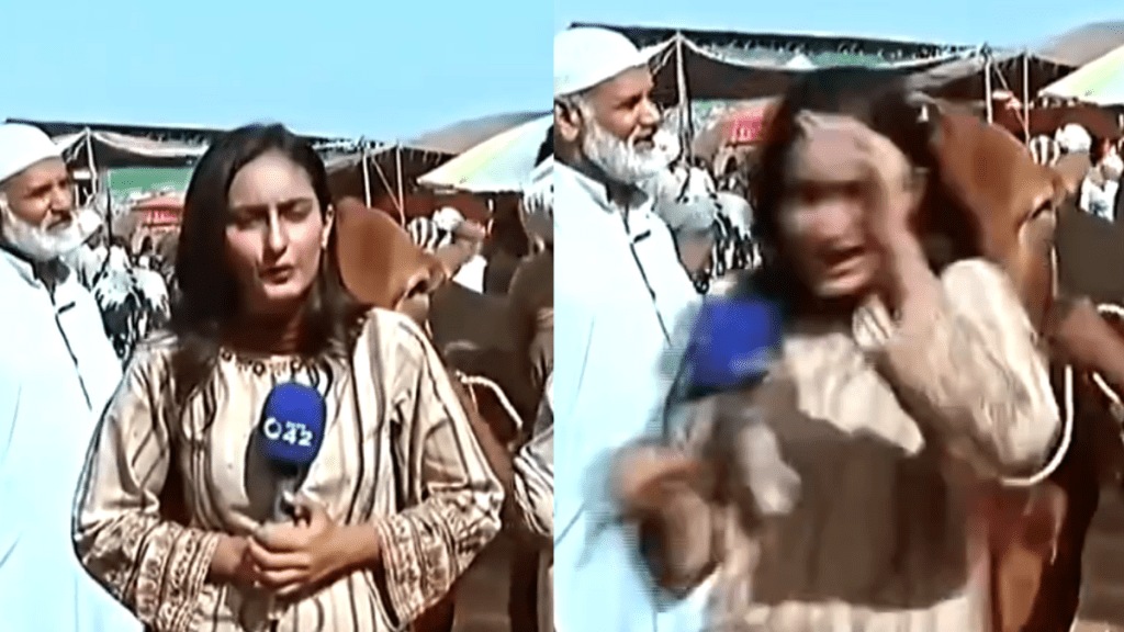 Bull hits Pakistani reporter during live TV