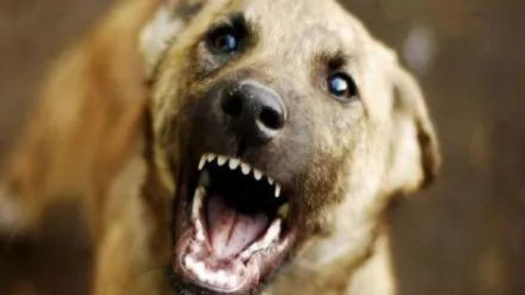 pet dog was released after demanding money woman injured in dog attack