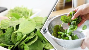 Eating Spinach In Monsoon 2024