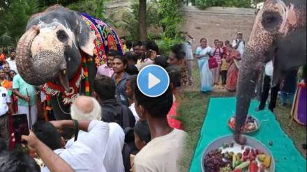 Elephant Enjoying A Fruit Thali On Its Birthday