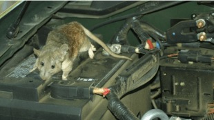 /how-to-prevent-rats-from-entering-car-in-monsoo