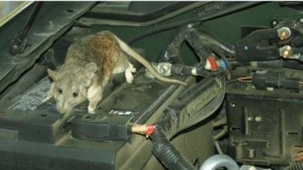 /how-to-prevent-rats-from-entering-car-in-monsoo