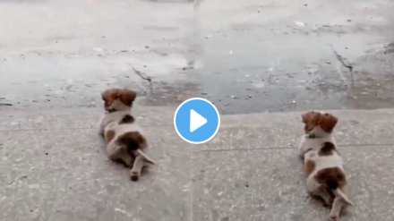 The dog enjoys watching the rain The dog enjoys watching the rain