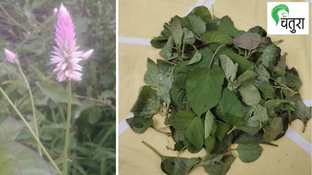 wild vegetables, home, grow,