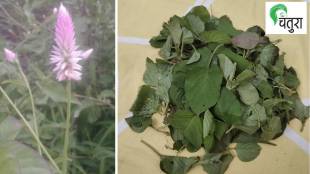 wild vegetables, home, grow,