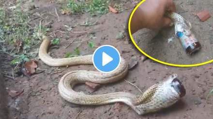 an cobra sallow cough syrup bottle bhubaneshwar odisha then resuced