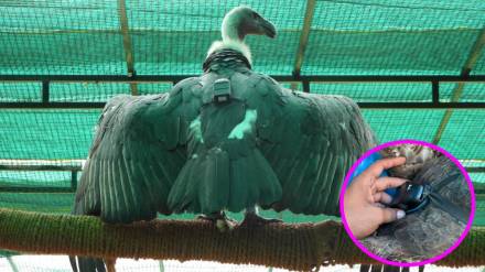 European tracking device, vultures,