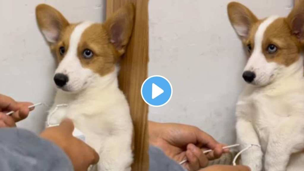 Women Threatens Puppy For Breaking Charger Wire Women Threatens Puppy For Breaking Charger Wire