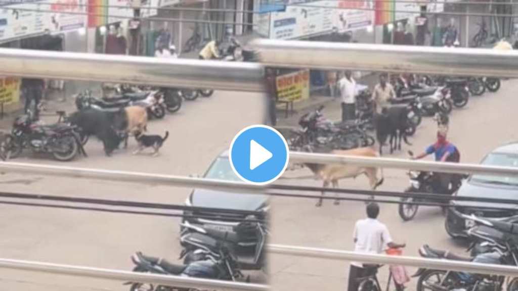 Two cows started fighting on the road Two cows started fighting on the road