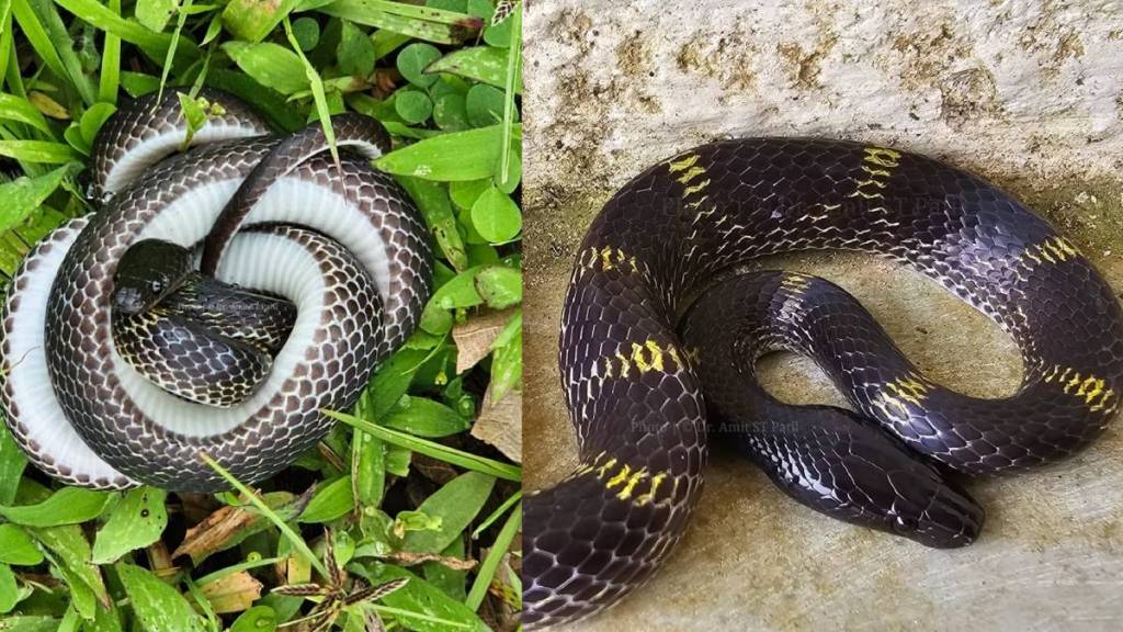 Kolhapur, rare snakes, Kolhapur, rare snakes,