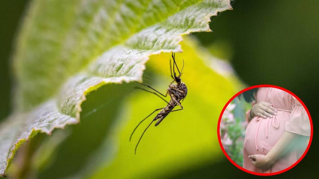 Zika, zika virus news,
