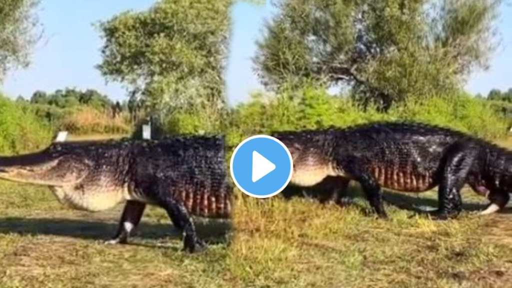 A large crocodile was crossing the road
