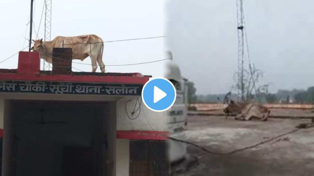 A bull reached the roof of the police station