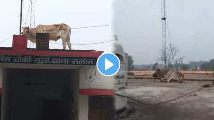 A bull reached the roof of the police station