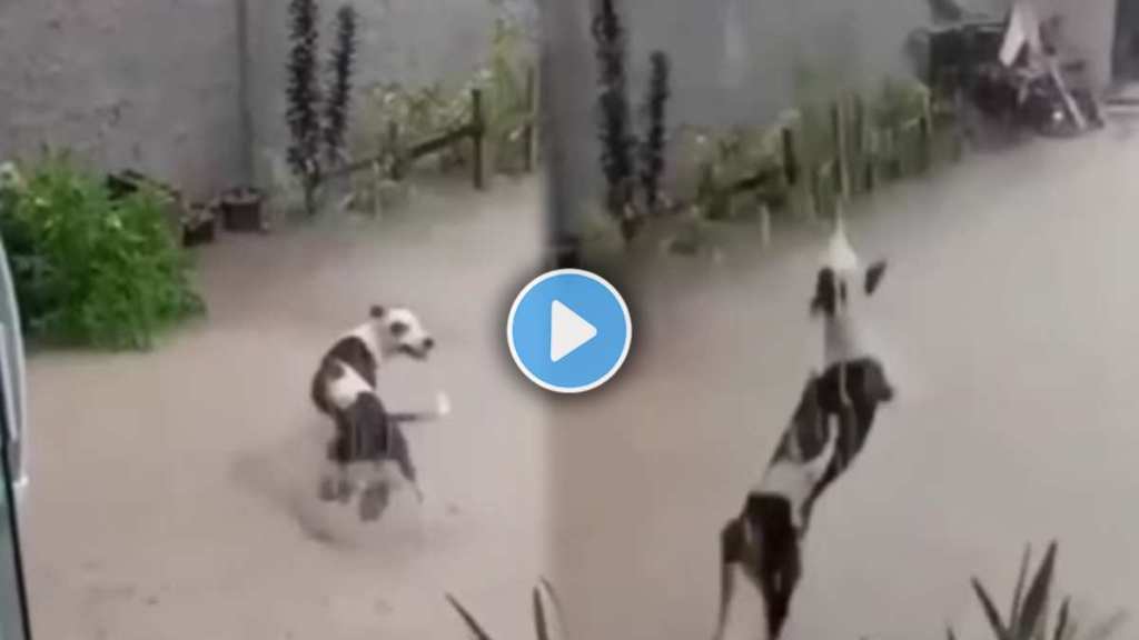 The dog danced in the rain