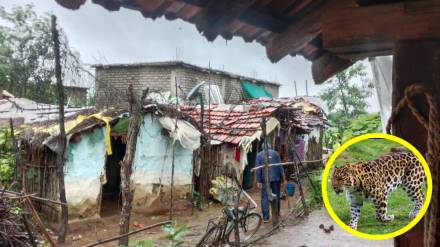 Chandrapur, leopard, Palebarsa,