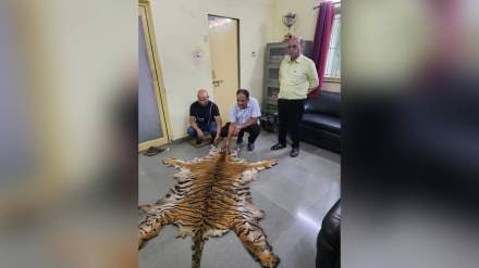 Tigers, Baheliya hunters, Vadoda forest area, Tigers, Baheliya hunters, Vadoda forest area,