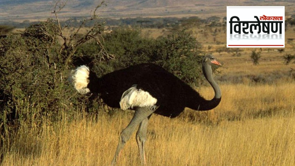 What discovery of prehistoric ostrich shells in Andhra means