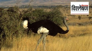 What discovery of prehistoric ostrich shells in Andhra means