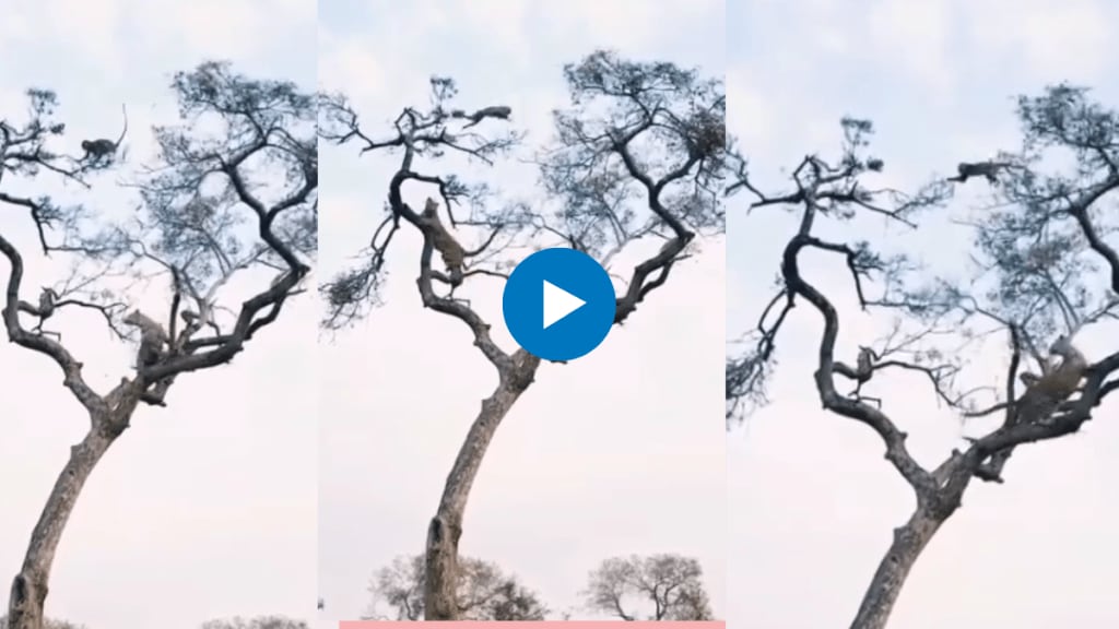 The monkey fought to save his life the leopard kept jumping from one branch to another