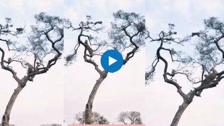The monkey fought to save his life the leopard kept jumping from one branch to another