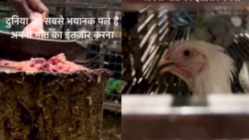 a hen was looking on chicken pieces