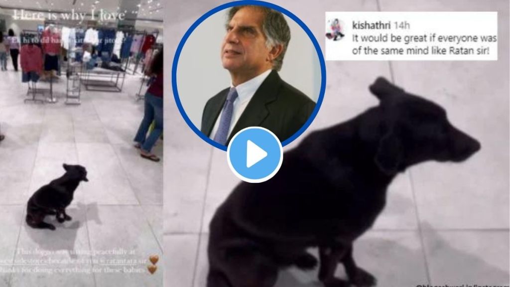Video of stray dog