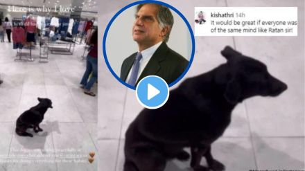 Video of stray dog