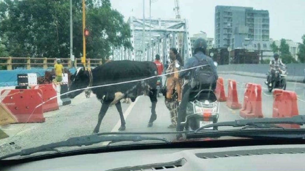 mumbai, Cows, Gokhale bridge,