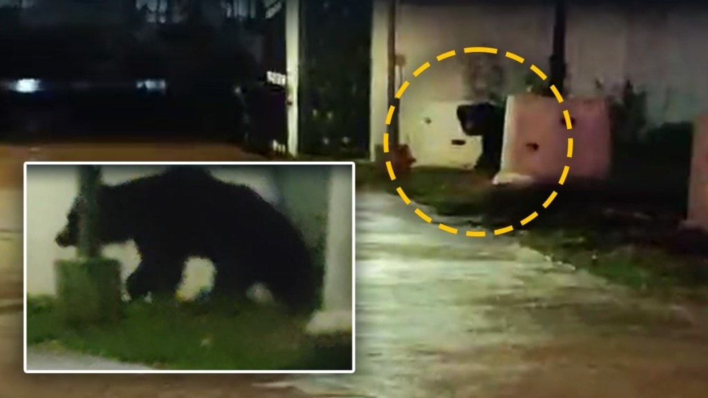 bear, Dighori mothi police station,