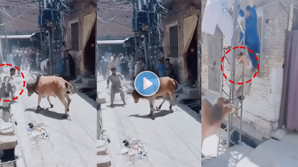 Viral video of Angry Bull attacking people where one person climbed the electric pole Viral video of Angry Bull attacking people where one person climbed the electric pole
