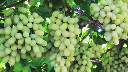 Maharashtra grapes marathi news