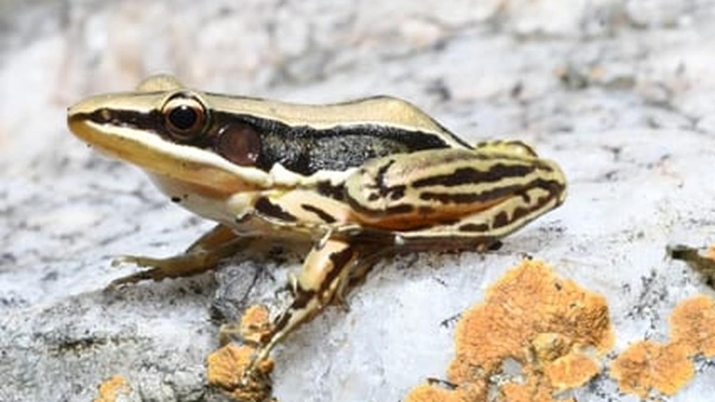 Sri Lankan golden backed frog marathi news