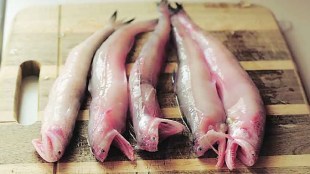 uran bombil fish marathi news