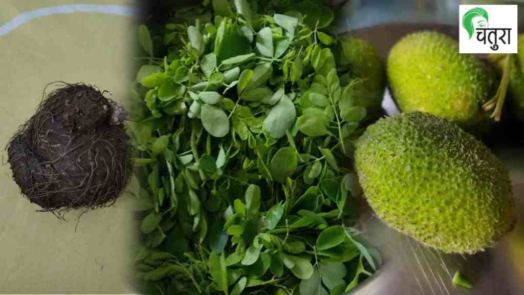 Cultivating Wild Vegetables, Cultivating Wild Vegetables on terrace, kurdu, Moringa, terrace farming, wild vegetable farming on Terrace, chatura article,