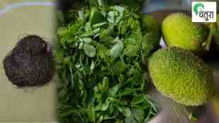 Cultivating Wild Vegetables, Cultivating Wild Vegetables on terrace, kurdu, Moringa, terrace farming, wild vegetable farming on Terrace, chatura article,